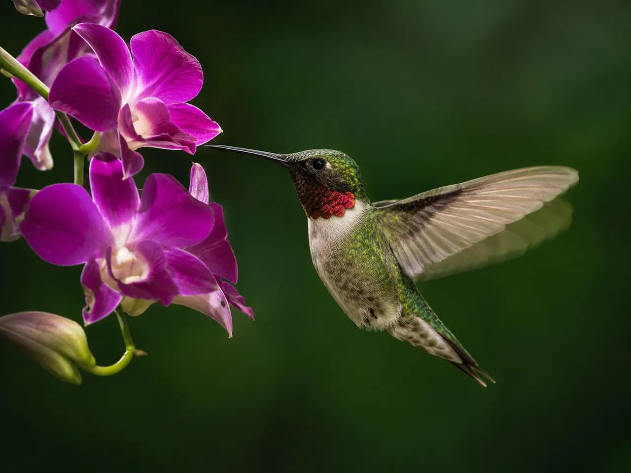 Macro photograph of a ruby-throated hummingbird frozen mid-hover beside a fuchsia orchid, wings blurred into translucent arcs, iridescent feathers catching morning sun, dark green bokeh background, 1/8000s shutter, National Geographic quality